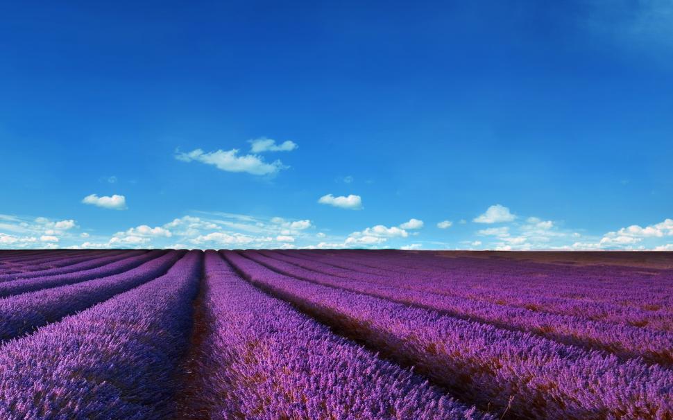 Lavender fields, nature, landscape, purple, sky wallpaper,lavender fields HD wallpaper,nature HD wallpaper,landscape HD wallpaper,purple HD wallpaper,sky HD wallpaper,2880x1800 wallpaper