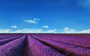 lavender fields, nature, landscape, purple, sky wallpaper thumb