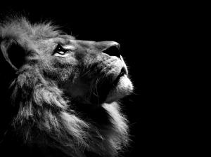 Animal, Lion, Black And White, Photography, Dark Background wallpaper thumb