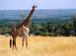 Giraffe, Animals, Grass, Trees, Grass, Long Neck wallpaper thumb