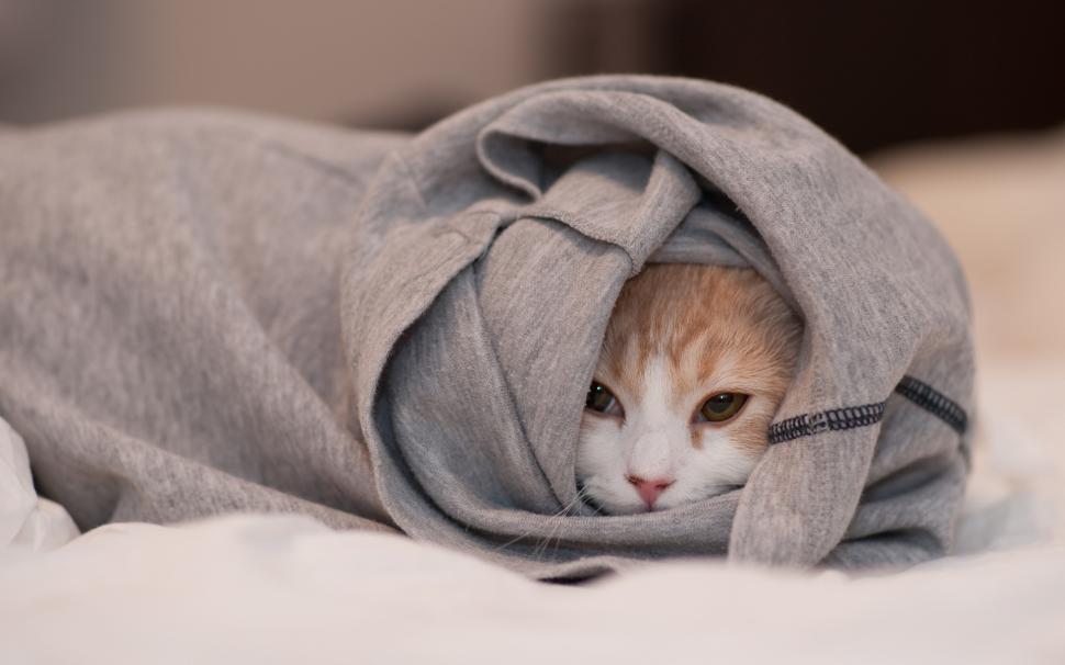 Cat hidden in the clothes, only see face wallpaper,Cat HD wallpaper,Hidden HD wallpaper,Clothes HD wallpaper,See HD wallpaper,Face HD wallpaper,1920x1200 wallpaper