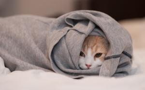 Cat hidden in the clothes, only see face wallpaper thumb