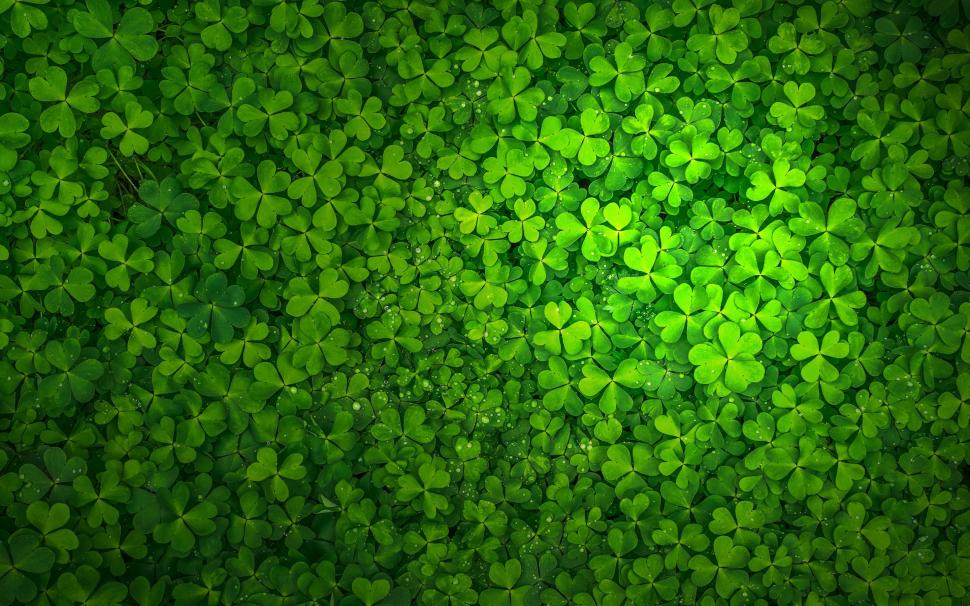St Patrick's Day wallpaper,St Patricks Day HD wallpaper,Ireland HD wallpaper,Shamrock HD wallpaper,2880x1800 wallpaper