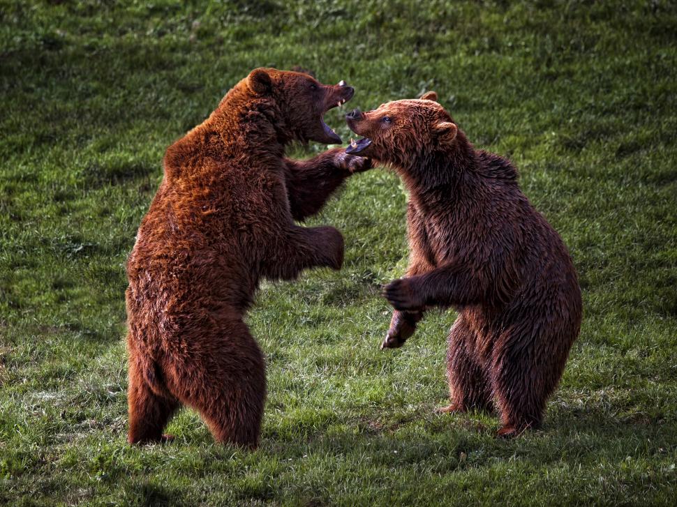 Grizzly Bear Bear Fight HD wallpaper,animals HD wallpaper,fight HD wallpaper,bear HD wallpaper,grizzly HD wallpaper,2560x1920 wallpaper