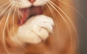 Cat Cleaning Paw wallpaper thumb