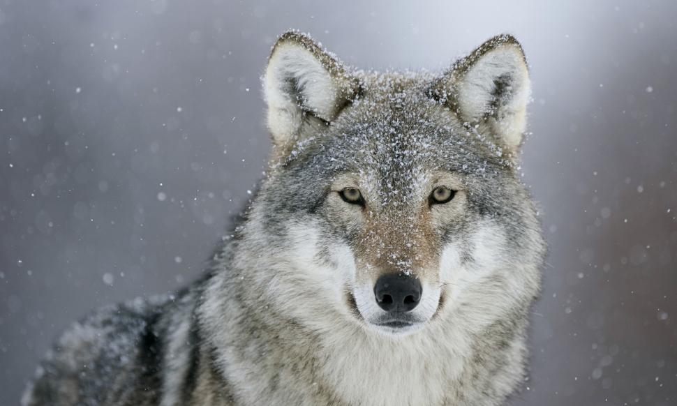 Winter wolf wallpaper,wolf HD wallpaper,predator HD wallpaper,look HD wallpaper,snow HD wallpaper,2560x1536 wallpaper