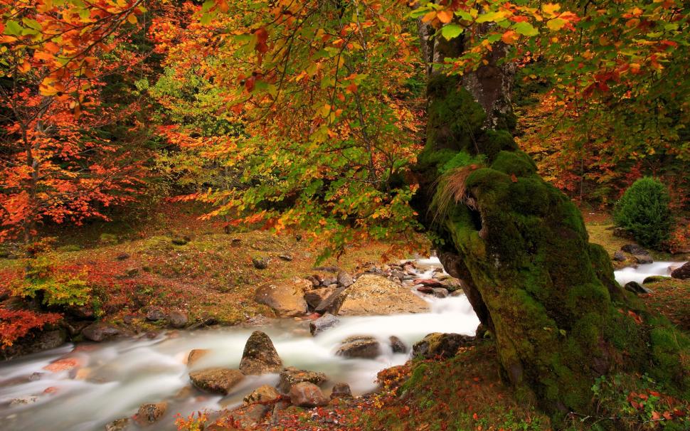 Nature autumn landscape, river, tree, moss, red leaves wallpaper,Nature HD wallpaper,Autumn HD wallpaper,Landscape HD wallpaper,River HD wallpaper,Tree HD wallpaper,Moss HD wallpaper,Red HD wallpaper,Leaves HD wallpaper,1920x1200 wallpaper