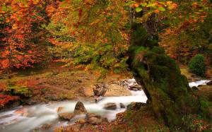Nature autumn landscape, river, tree, moss, red leaves wallpaper thumb