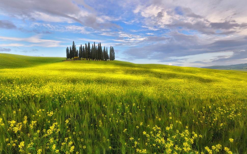Italy, Tuscany, spring, fields, rapeseed flowers, sky, clouds wallpaper,Italy HD wallpaper,Tuscany HD wallpaper,Spring HD wallpaper,Fields HD wallpaper,Rapeseed HD wallpaper,Flowers HD wallpaper,Sky HD wallpaper,Clouds HD wallpaper,1920x1200 wallpaper