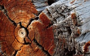 Dry Wood Texture wallpaper thumb