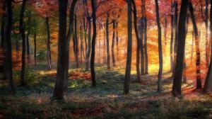 Nature, Landscape, Sunrise, Forest, Fall, Grass, Colorful, Trees, Shrubs, Mist, Sun Rays wallpaper thumb