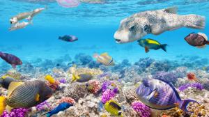 Tropical fishes underwater, coral reef, ocean wallpaper thumb