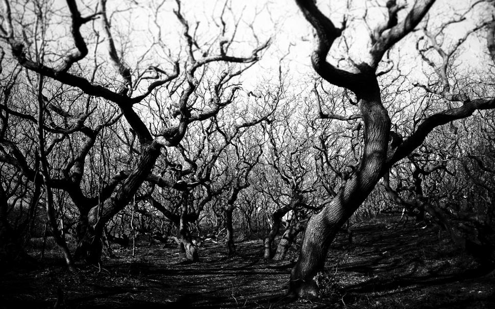 Trees BW Branches HD wallpaper,nature HD wallpaper,trees HD wallpaper,bw HD wallpaper,branches HD wallpaper,1920x1200 wallpaper