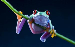 Frog close-up wallpaper thumb