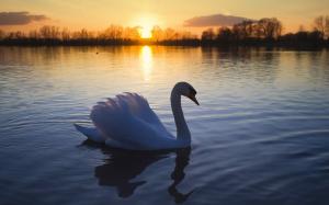 Swan lake at dusk wallpaper thumb