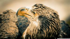 Eagle Hawk Bird HD wallpaper thumb