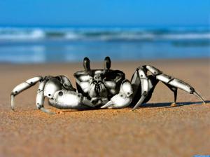 Crab Robot wallpaper thumb