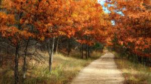 Beautiful Path In An Autumn Forest wallpaper thumb