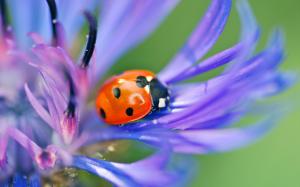 Ladybug on purple petals macro wallpaper thumb