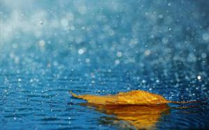 leaf, drops, rain, autumn, water wallpaper thumb
