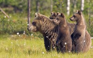 Bear Cubs HD wallpaper thumb
