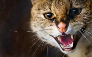 Wildcat whiskers teeth close-up wallpaper thumb