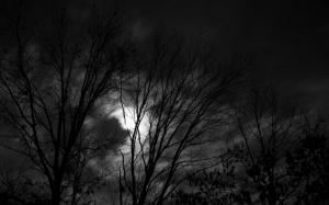 Trees Moonlight BW Silhouette Night HD wallpaper thumb