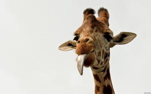 Giraffes tongue wallpaper thumb