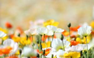 Poppies, flowers, yellow, white, orange, summer wallpaper thumb