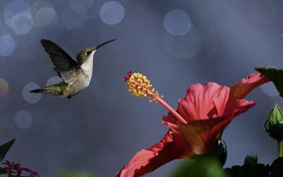 Flying hummingbird wallpaper,Nature HD wallpaper,Bird HD wallpaper,hummingbird HD wallpaper,flower HD wallpaper,hibiscus HD wallpaper,bokeh HD wallpaper,2560x1600 wallpaper