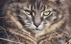 Wild cat, whiskers, eyes, face wallpaper thumb