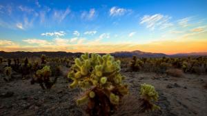 Cactus Desert Sunset HD wallpaper thumb