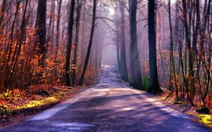 Autumn road, trees, fog, sun wallpaper thumb
