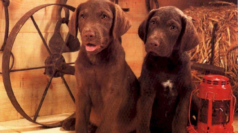 Two Chocolate Labs wallpaper,golden labradors HD wallpaper,chocolate labradors HD wallpaper,pets HD wallpaper,dogs HD wallpaper,cute animals HD wallpaper,puppies HD wallpaper,nature HD wallpaper,animals HD wallpaper,1920x1080 wallpaper