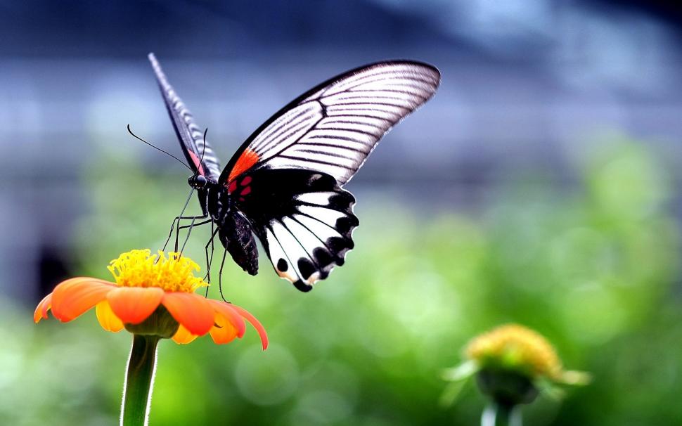 Beautiful Butterfly on Orange Flower wallpaper | animals | Wallpaper Better