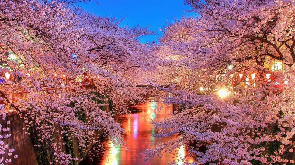 Stunning Blooming Cherry Trees On A River wallpaper,trees HD wallpaper,lights HD wallpaper,blooms HD wallpaper,dusk HD wallpaper,river HD wallpaper,nature & landscapes HD wallpaper,1920x1080 wallpaper