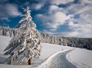 Winter, road, spruce, forest, trees, snow wallpaper thumb