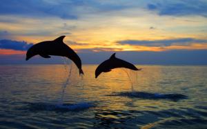 Dolphins at sunset wallpaper wallpaper thumb