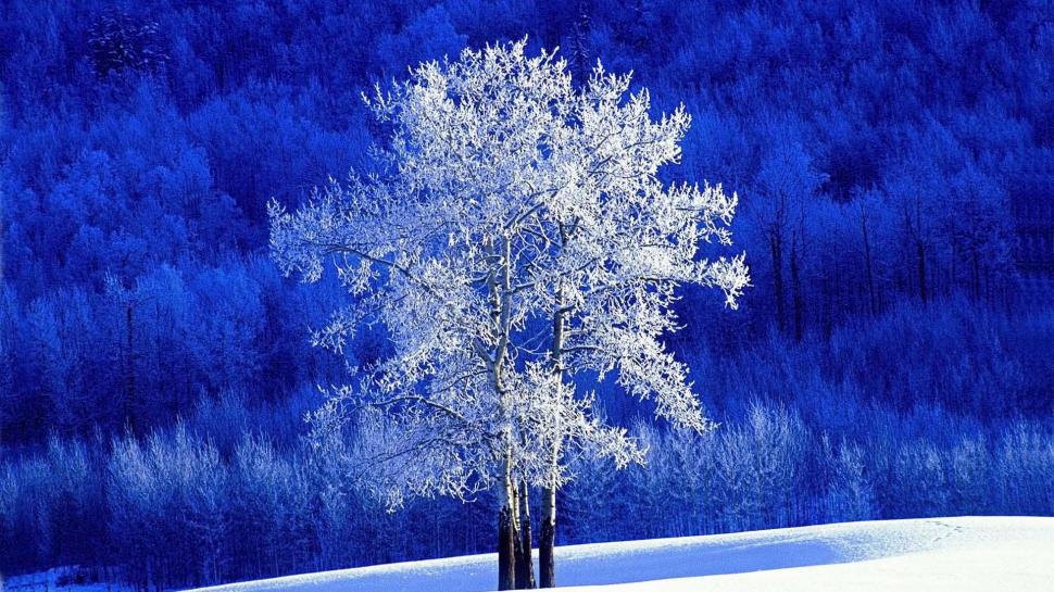 Beautiful Tree In Winter wallpaper,forest HD wallpaper,tree HD wallpaper,blue HD wallpaper,winter HD wallpaper,nature & landscapes HD wallpaper,1920x1080 wallpaper