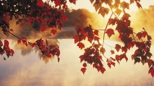 Leaves, Sunlight, Lake, Calm, Autumn wallpaper thumb