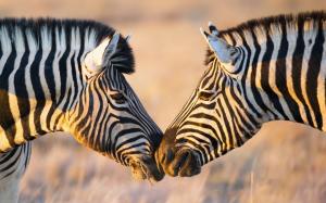 Africa, two zebras, face to face wallpaper thumb