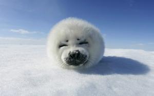 harp seal baby cute fur ice snow white young HD wallpaper thumb