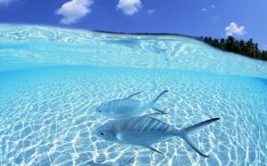 Two Fish Swimming in Clear Water wallpaper thumb