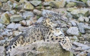 Snow leopard, predator, rocks wallpaper thumb