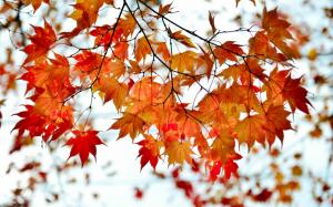 Autumn, branches, red maple leaves wallpaper thumb