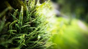 Nature, Ferns, Blurred, Depth Of Field, Plants, Green wallpaper thumb