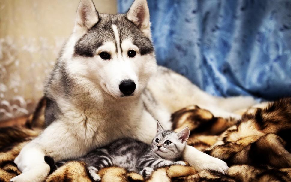 Dog and Cat Friends wallpaper,animals HD wallpaper,funny HD wallpaper,love HD wallpaper,friendship HD wallpaper,2560x1600 wallpaper