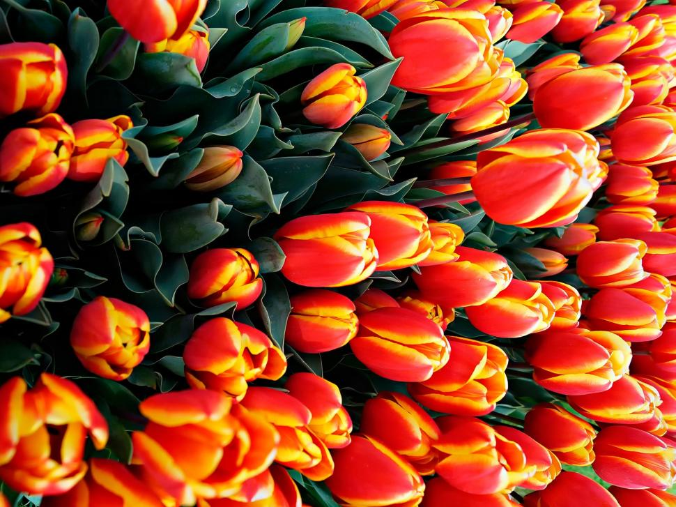 Many tulips, orange flowers wallpaper,Many HD wallpaper,Tulips HD wallpaper,Orange HD wallpaper,Flowers HD wallpaper,1920x1440 wallpaper
