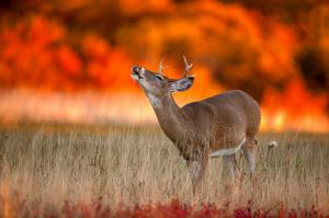 Deer on fired field wallpaper thumb