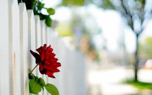 Flower Rose Fence wallpaper thumb